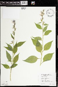 Campanulastrum americanum image