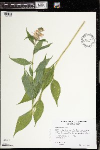 Campanulastrum americanum image