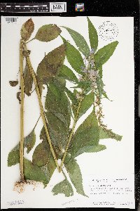 Campanulastrum americanum image