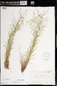 Campanula aparinoides var. grandiflora image
