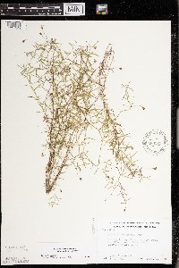 Campanula aparinoides var. grandiflora image