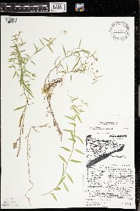 Campanula aparinoides var. grandiflora image