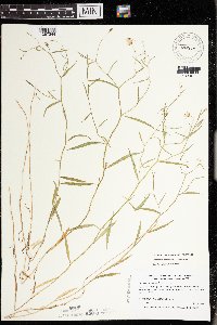 Campanula aparinoides var. grandiflora image