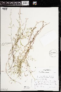 Campanula aparinoides var. grandiflora image