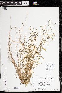 Campanula aparinoides var. grandiflora image