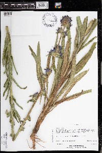 Campanula cervicaria image