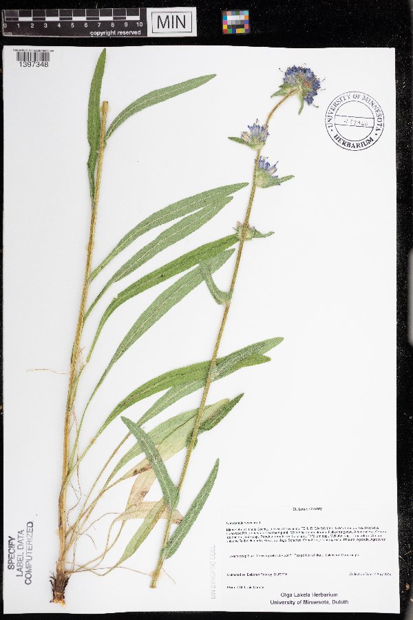 Campanula cervicaria image