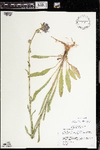Campanula cervicaria image