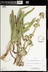 Campanula cervicaria image