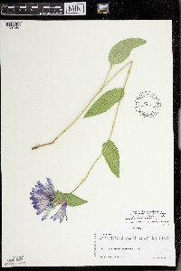 Campanula glomerata image