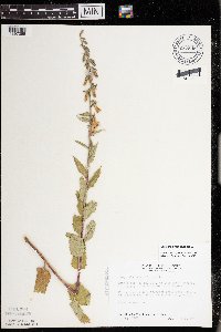 Campanula rapunculoides image