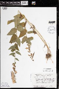 Campanula rapunculoides image
