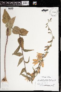 Campanula rapunculoides image
