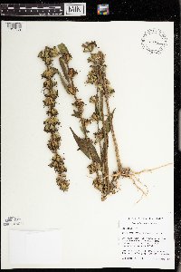Campanula rapunculoides image