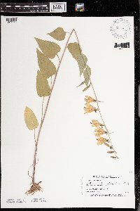 Campanula rapunculoides image