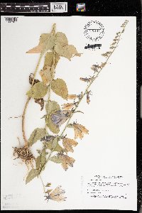 Campanula rapunculoides image