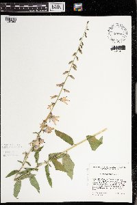 Campanula rapunculoides image