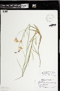 Thumbnail image of current specimen