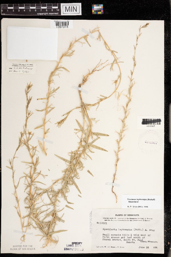 Triodanis leptocarpa image