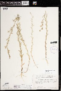 Triodanis leptocarpa image