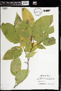 Celtis occidentalis image