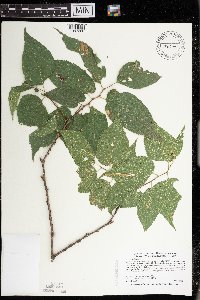 Celtis occidentalis image