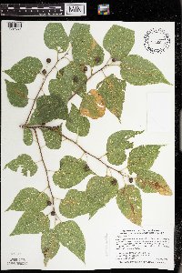 Celtis occidentalis image