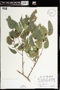 Celtis occidentalis image