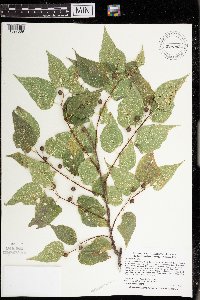 Celtis occidentalis image