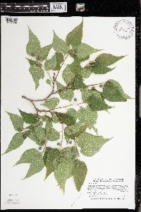 Celtis occidentalis image
