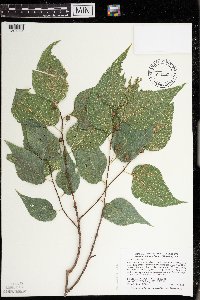 Celtis occidentalis image