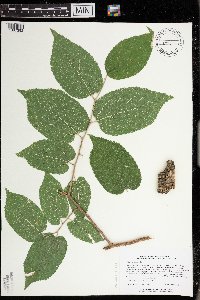 Celtis occidentalis image