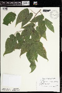 Celtis occidentalis image