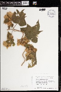 Humulus lupulus image