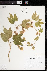 Humulus lupulus image