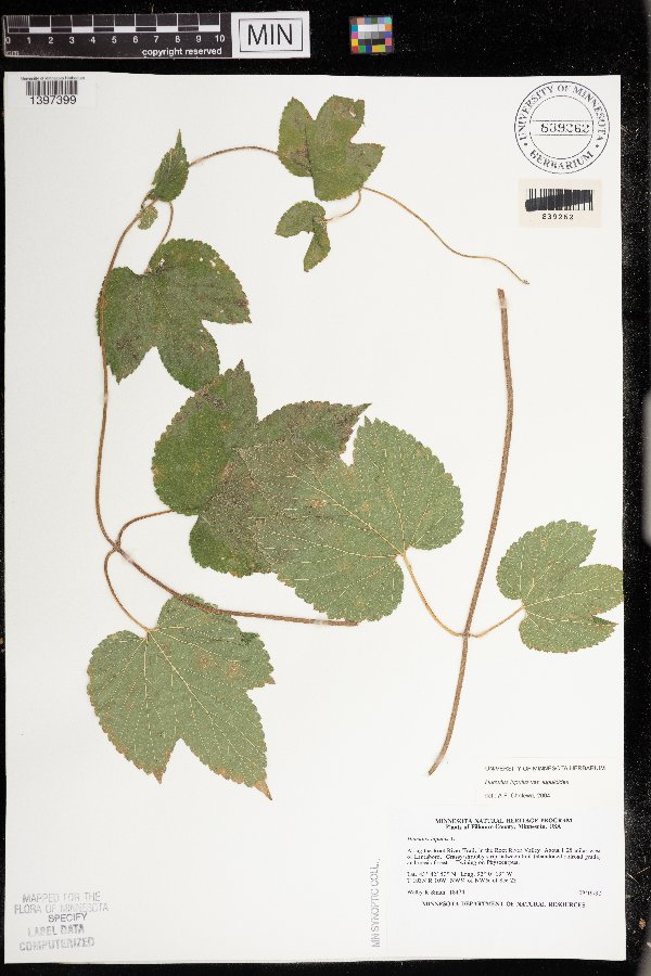 Humulus image