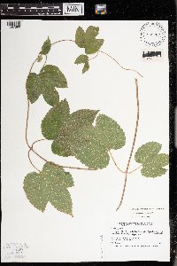 Humulus lupulus image