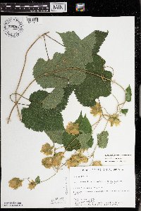 Humulus lupulus image