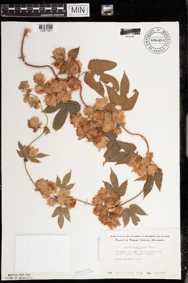 Humulus lupulus image