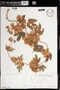 Humulus lupulus var. lupuloides image
