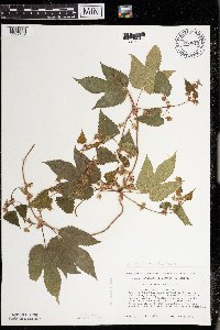 Humulus lupulus image