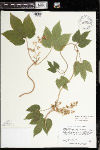 Humulus lupulus image