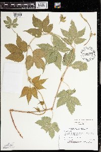 Humulus lupulus image