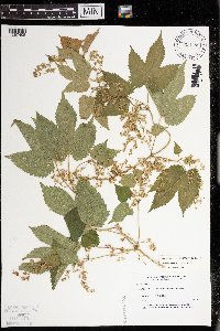 Humulus lupulus image