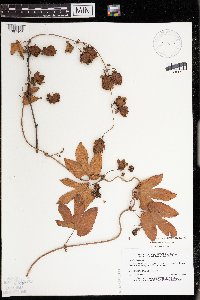 Humulus lupulus image