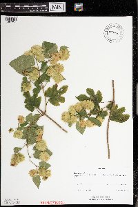 Humulus lupulus image