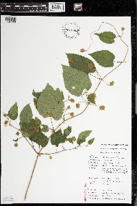 Humulus lupulus image