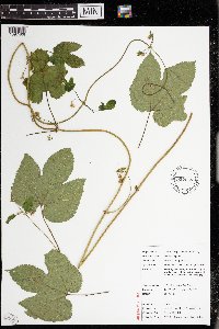 Humulus lupulus image