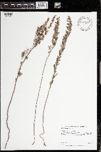 Crocanthemum bicknellii image