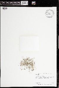 Galium trifidum image